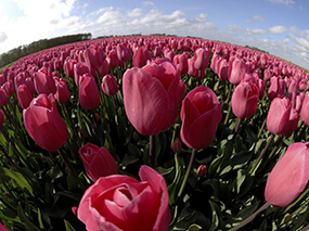Kendo UI for jQuery Card Field of Tulips